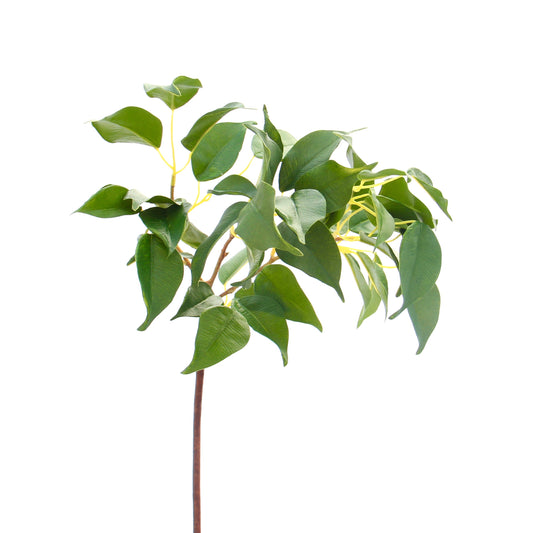 Ficus Stem